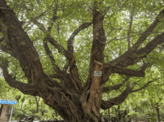 एनएसडी, हौजजखास, चिराग दिल्ली के 100 साल से अधिक आयु वाले 18 वृक्षों को संरक्षित करेगी दिल्ली सरकार Heritage trees of Delhi