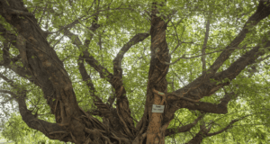 एनएसडी, हौजजखास, चिराग दिल्ली के 100 साल से अधिक आयु वाले 18 वृक्षों को संरक्षित करेगी दिल्ली सरकार Heritage trees of Delhi