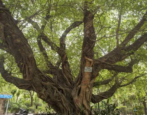 एनएसडी, हौजजखास, चिराग दिल्ली के 100 साल से अधिक आयु वाले 18 वृक्षों को संरक्षित करेगी दिल्ली सरकार Heritage trees of Delhi