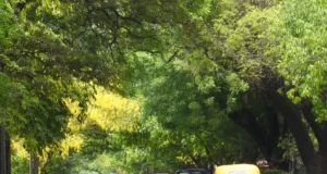 ब्रिटेन की तर्ज पर लुटियंस दिल्ली की हर सड़क पर लगाए गए अलग वृक्ष, पढ़े दिलचस्प इतिहास Lutyens Delhi