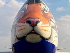 Project Cheetah: स्पेशल फ्लैग नंबर 118 में 74 साल बाद अफ्रीका से भारत लाए जा रहे 8 चीते, पीएम नरेन्द्र मोदी करेंगे दीदार