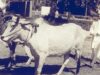 जब बिजली के बिल की टेंशन की वजह से आवास की लाइटें बंद कर देते थे लाल बहादुर शास्त्री, दिल को छू जाएगा यह किस्सा