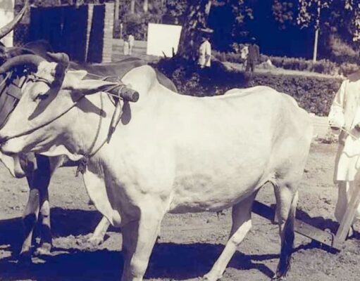 जब बिजली के बिल की टेंशन की वजह से आवास की लाइटें बंद कर देते थे लाल बहादुर शास्त्री, दिल को छू जाएगा यह किस्सा