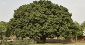 यह सच है, दिल्ली में 300 साल पुराने कई वृक्ष, जिनके नीचे क्रांतिकारी करते थे बैठक