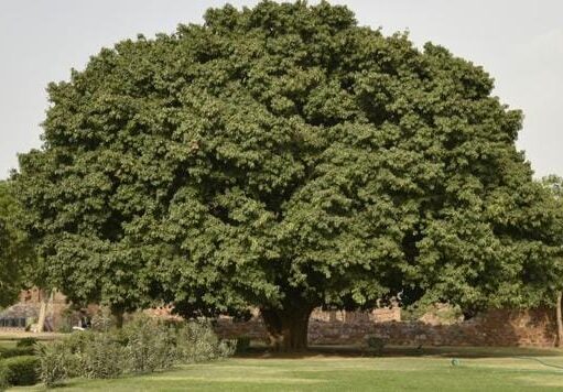 यह सच है, दिल्ली में 300 साल पुराने कई वृक्ष, जिनके नीचे क्रांतिकारी करते थे बैठक