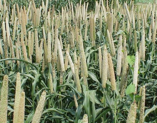 मोटे अनाज का निर्यात बढ़ाने के लिए यूपी का साथ जरूरी Millet