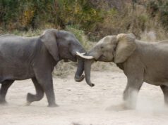 दिल्ली में पशु पक्षियों के खेल का इतिहास