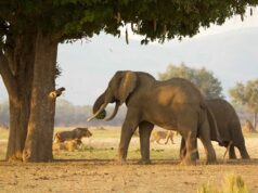 मुगल बादशाह लाल किले में कराते थे हाथी और बघेले की लड़ाई