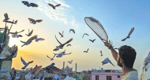 दिल्ली, कबूतरबाजी और एक से बढ़कर एक कहानियां