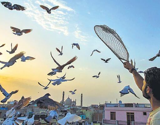 दिल्ली, कबूतरबाजी और एक से बढ़कर एक कहानियां