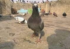 कबूतर पालने का इतिहास, दिल्ली में कैसे लोकप्रिय हुआ कबूतरबाजी