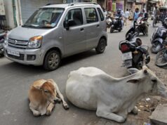 यूपी में आवारा पशुओं की समस्या, आखिर कब मिलेगी निजात ?