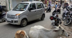 यूपी में आवारा पशुओं की समस्या, आखिर कब मिलेगी निजात ?