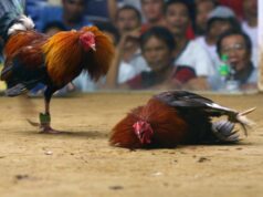 मुर्गाें की लड़ाई कभी दिल्ली वालों का मुख्य मनोरंजन था