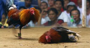 मुर्गाें की लड़ाई कभी दिल्ली वालों का मुख्य मनोरंजन था