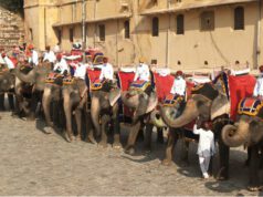 दिल्ली में हाथी, घोड़ा और पालकी की सवारी