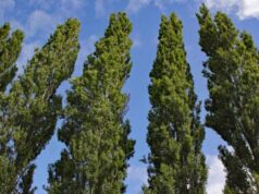 Business Idea : आपके घर के आसपास मिलने वाला यह पेड़ बना सकता है करोड़पति