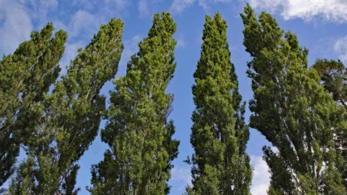 Poplar-Tree