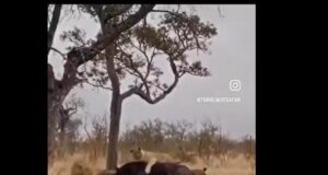 Viral Video: भैंस के झुंड ने शेरों से बचाया अपने साथी को