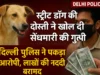 ‘Street Dog’ की दोस्ती से खुली सेंधमारी की गुत्थी, 8 घंटे में दिल्ली पुलिस ने पकड़ा आरोपी….हुआ चौंकाने वाला खुलासा street dog